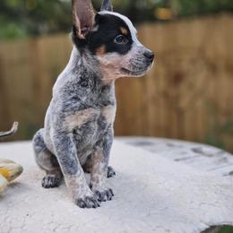 Australian Cattle Dog Puppies from North Woods ACD’s
