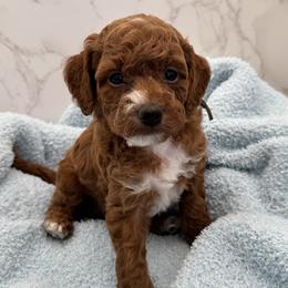 Dewey - Red  male Goldendoodle puppy in Kansas City, Kansas from Bella & Ivy’s Mini Goldendoodles of KC