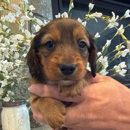 Mars - Red male Dachshund puppy in Delta, Utah from Dix n’ Dot Dachshunds