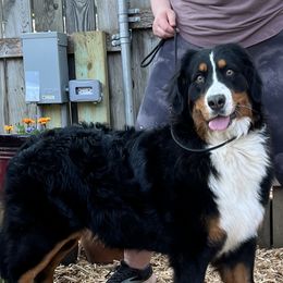 Bernese Mountain Dogs and Pembroke Welsh Corgis from Concerto Corgis