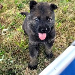 Watson (Orange male) - Sable male German Shepherd puppy in Winchester, Kentucky from Del Lago Canine