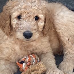 Goldendoodle Puppies from Golden Paws Farm