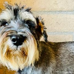 Boss - Miniature Schnauzer