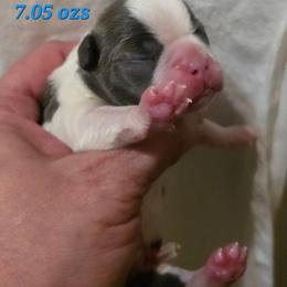 Lando - Blue male Boston Terrier puppy in Kingsport, Tennessee from Irish Heart Bostons