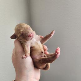 Cavalier King Charles Spaniel and Cavapoo Puppies from Heart Mountain Cavaliers