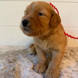 Red Collar Girl - Red  female Goldendoodle puppy in San Augustine, Texas from Vintage Doodles