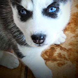 Siberian Husky Puppies from East Inn Huskies