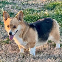 HEMI - Pembroke Welsh Corgi