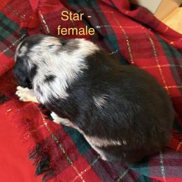 Star - Blue merle female Australian Shepherd puppy in Stockport, Ohio from Coleman's Natural Bridge Aussies