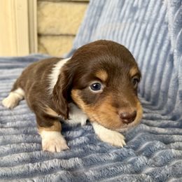 Dachshund Puppies from AZ House Of Doxies