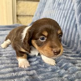 Dachshund Puppies from AZ House Of Doxies