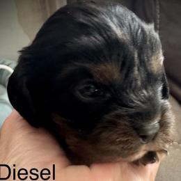 Diesel - Black and tan male Cavalier King Charles Spaniel puppy in Wadsworth, Nevada from T/V Cavalier's