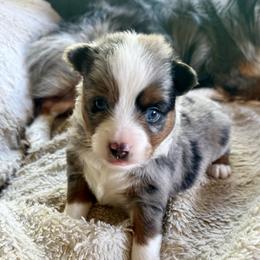 Dmitri - Blue merle male Toy Australian Shepherd puppy in Hotchkiss, Colorado from Yampa Valley Aussies