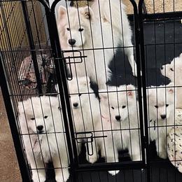 Samoyed Puppies from Queen City Samoyeds