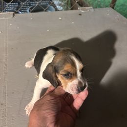 Puppy 2 - White black and tan male Beagle puppy in Martinton, Illinois from Iroquois River Beagles
