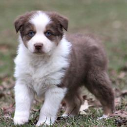 Red Tri Male - Blue Eyes - Red tri-color male Australian Shepherd puppy in Northport, Alabama from Sipsey River Australian Shepherds
