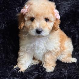 Rita - Apricot female Maltipoo puppy in Bakersfield, California from Silvia's Maltipoos