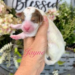 Jayne - Parti female Pyredoodle puppy in Bowling Green, Ohio from FDF Pyredoodles & Bernedoodles