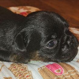 Pup - Black and tan male Brussels Griffon puppy in Huntsville, Alabama from Tammy's Brussels