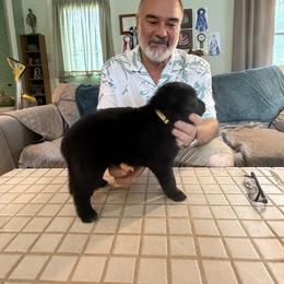 Yellow Girl - Black female Belgian Sheepdog puppy in Fort Wayne, Indiana from Tenebras Belgian Sheepdogs