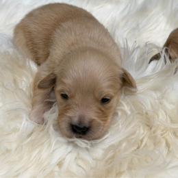 Huckleberry - Golden male Golden Retriever puppy in Oak Hill, Florida from Swingin T Ranch LLC