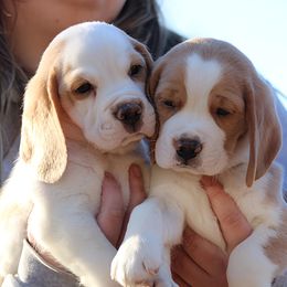 Beagle Puppies from Long Creek Beagles