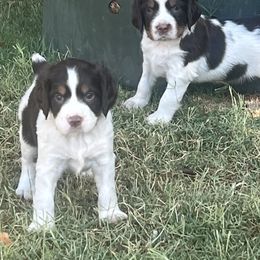 English Springer Spaniel Puppies from Desert Shadow Springers