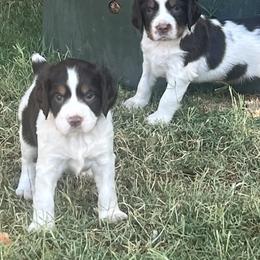 English Springer Spaniel Puppies from Desert Shadow Springers