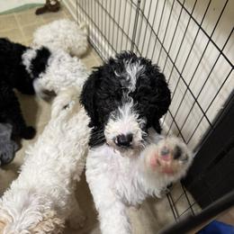 Bernedoodle and Double Doodle Puppies from ETX Dandy Doodle