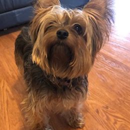 Yorkshire Terriers from C & S Home Bred Yorkies