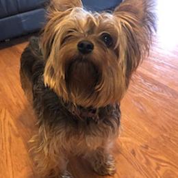Yorkshire Terriers from C & S Home Bred Yorkies