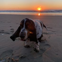 Kimura - Basset Hound