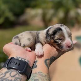 Tempest - Blue merle female Miniature American Shepherd puppy in Tucson, Arizona from Outlaw Minis