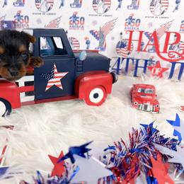 Teacup Noah - Black and tan male Yorkshire Terrier puppy in Lithonia, Georgia from Toy Yorkies Atlanta