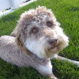 Sharona - Labradoodle
