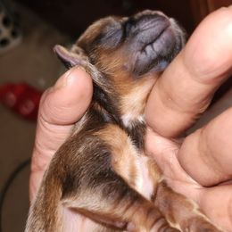 The Loner - Red and tan female Shih Tzu puppy in Chapel Hill, North Carolina from A Handful of Love Breeders.LLC