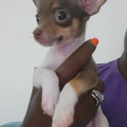 Chihuahua Puppies from Maldonado Pet Life Breeder LLC.