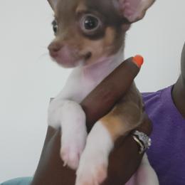 Chihuahua Puppies from Maldonado Pet Life Breeder LLC.