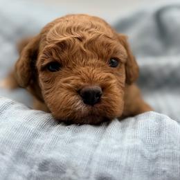 Kenny - Red sable male Havapoo puppy in Loveland, Colorado from Littledoodles2love
