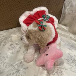 Sadie - Parti female Poodle puppy in Mobile, Alabama from Semmy’s Standard Poodle LLC