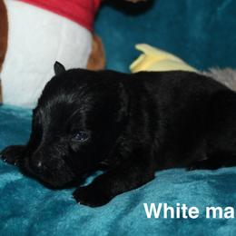 White male - Black male German Shepherd puppy in Ann Arbor, Michigan from Von Der Havier German Shepherds