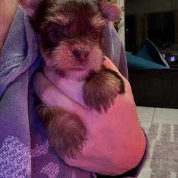 Heather - Chocolate and tan female Yorkshire Terrier puppy in Ballston Spa, New York from pupstatenewyorkies