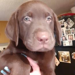 Girl3 - Chocolate female Labrador Retriever puppy in Belchertown, Massachusetts from C Eastons Chocolate Lab - All pups are spoken for this litter