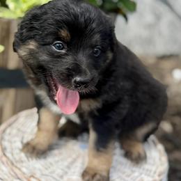 Green collar - Black tri male Miniature Australian Shepherd puppy in 32046, Florida from River Hill Ranch