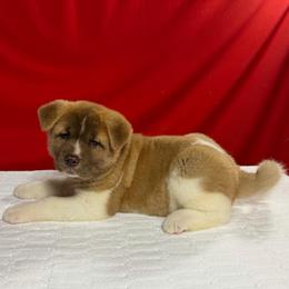 Girl - Red female Akita puppy in Cuba, Missouri from Kamikaze Akitas