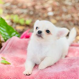 Boy 1 - Cream and white male Chihuahua puppy in Oviedo, Florida from ROYALCHIHUAHUAPUPPY