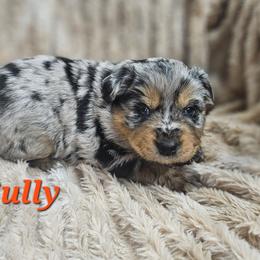 Jake Sully - Blue merle male Miniature Australian Shepherd puppy in Orrtanna, Pennsylvania from Mountain Top Shepherd's