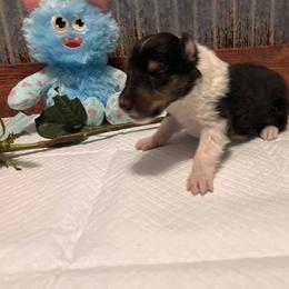 Collie Puppies from A/K Rough Collies
