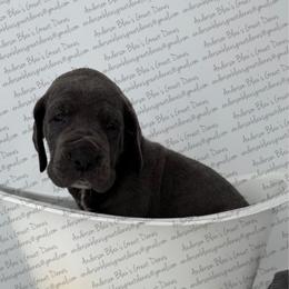 Victoria - Blue female Great Dane puppy in Granbury, Texas from Anderson Blau’s Great Danes