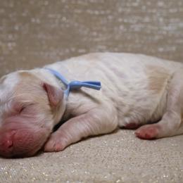 Scout - Parti male Goldendoodle puppy in Cherry Creek, New York from Doodles Pups of NY